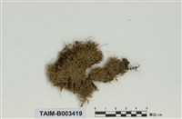 藏品(柳葉苔科)的圖片
